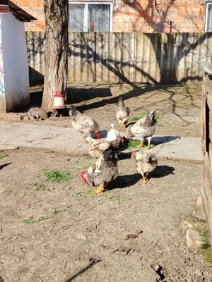 Cocosi de casa - imagine 2