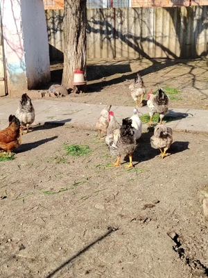 Cocosi de casa - imagine 3