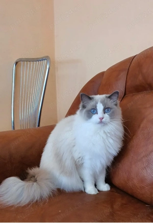 Pisica Ragdoll - imagine 2