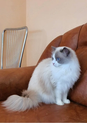 Pisica Ragdoll - imagine 3