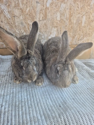 Disponibili 2 masculi