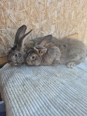 Disponibili 2 masculi - imagine 4