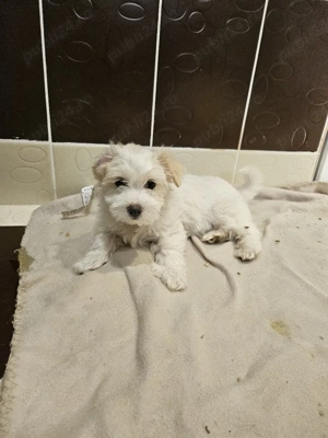 Bichon maltez 6 saptamani - imagine 5