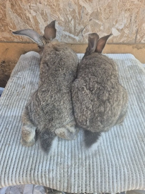 Disponibili 2 masculi - imagine 5