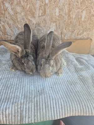 Disponibili 2 masculi - imagine 2