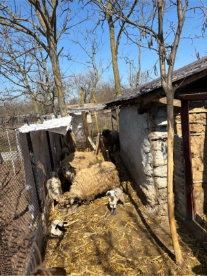 capre si oi  - imagine 4