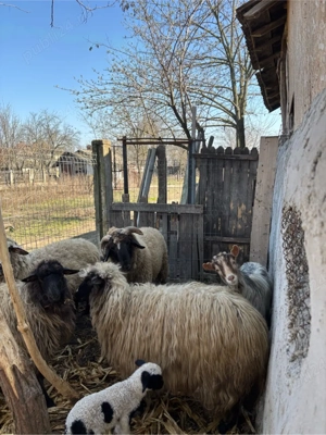 capre si oi  - imagine 3