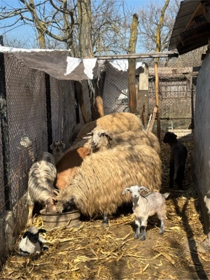 capre si oi  - imagine 5