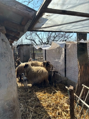 capre si oi  - imagine 2