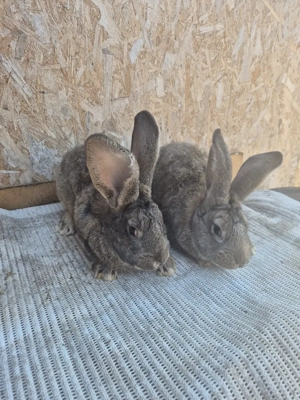 Disponibili 2 masculi - imagine 5