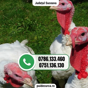 Pui curca 1, 5 - 2 kg (Suceava si alte judete)