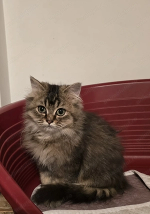 British Long Hair - imagine 2