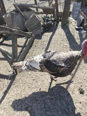 vînd curcan de 2 ani