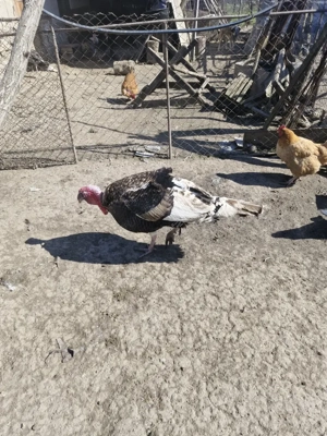 vînd curcan de 2 ani - imagine 2