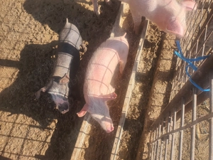 Purcei landras si duroc