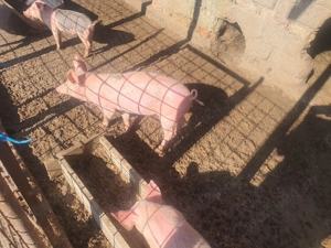 Purcei landras si duroc - imagine 2