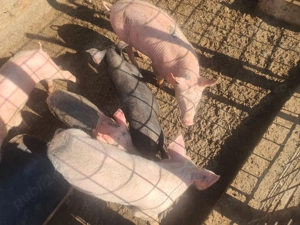 Purcei landras si duroc - imagine 3