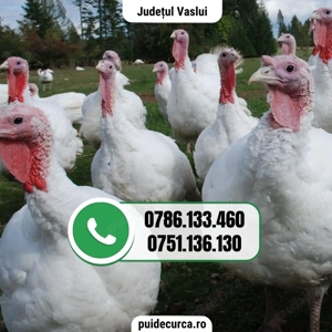 Pui curca 1, 5 - 2 kg (Vaslui si alte judete)