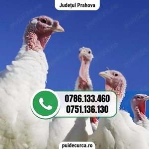 Pui curca 1, 5 - 2 kg (Prahova si alte judete)