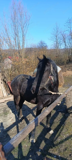 cal de vânzare  - imagine 4