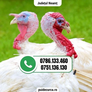 Pui curca 1, 5 - 2 kg (Neamt si alte judete)
