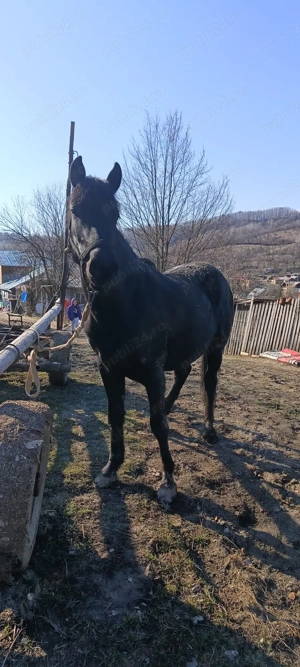 cal de vânzare  - imagine 2