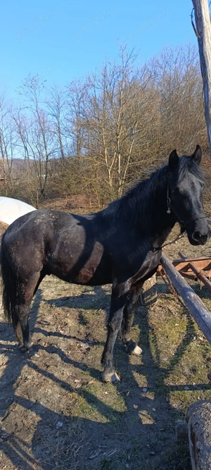 cal de vânzare  - imagine 3