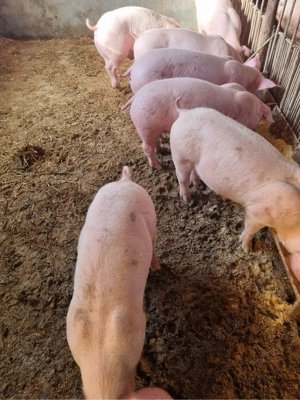 Vand purcei  - imagine 2