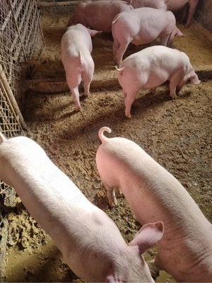 Vand purcei  - imagine 3