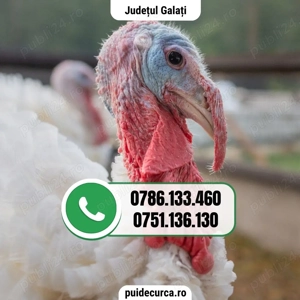 Pui curca 1, 5 - 2 kg (Galati si alte judete)