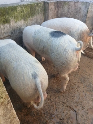 vand porci - imagine 4