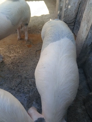 vand porci - imagine 2