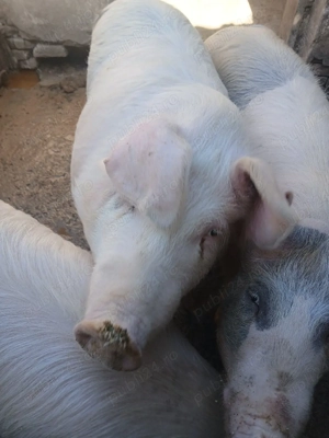 vand porci - imagine 3