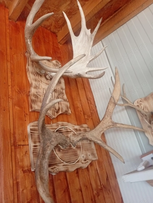 Coarne cerb Elan ren