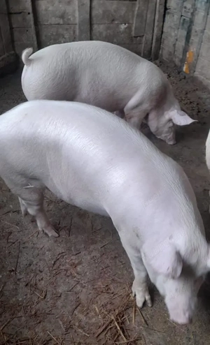 Vând purcei mici și mari de carne  - imagine 4