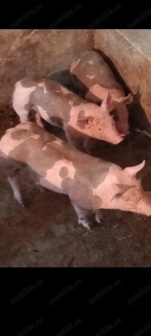 Scrofiță si Vieruț,Pietrain Belgian  - imagine 4