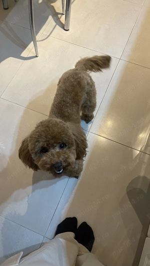 Female Poodle 1 year 4 months I am selling a very friendly and healthy female poodle - imagine 4