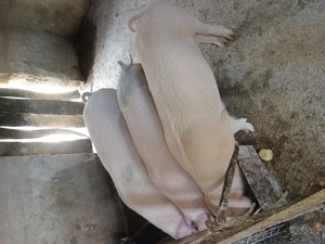 Vând 3 soldani foarte frumosi