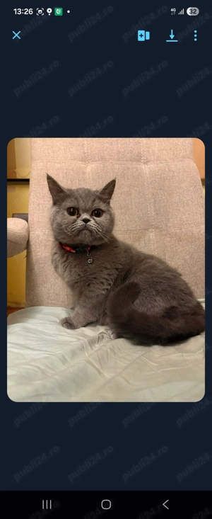 Pisicuta superba - imagine 2