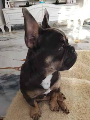 Vând pui buldog francez 5 luni - imagine 3