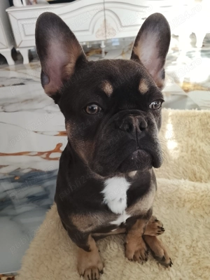 Vând pui buldog francez 4 luni