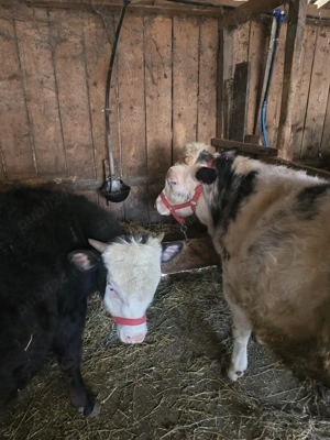 Tăurași de carne  - imagine 2