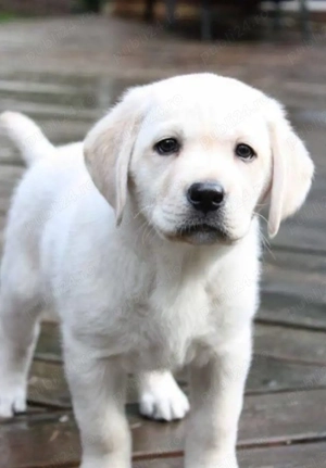 Laborator Golden retriever  - imagine 3