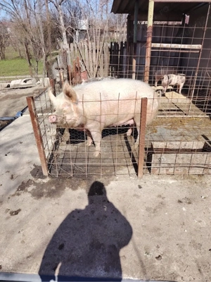 purcea de vanzare  - imagine 2