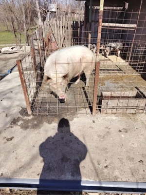 purcea de vanzare  - imagine 3