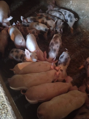 Purcei frumosi  - imagine 2