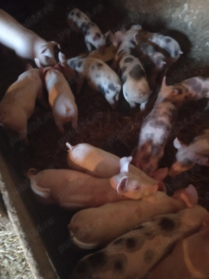 Purcei frumosi  - imagine 3