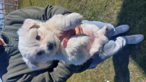 Bichoni maltez - imagine 2