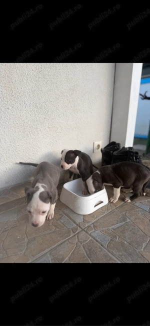 American Staffordshire Terrier (Amstaff) - imagine 5