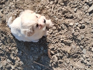 Catelusa 40zile bison - imagine 3